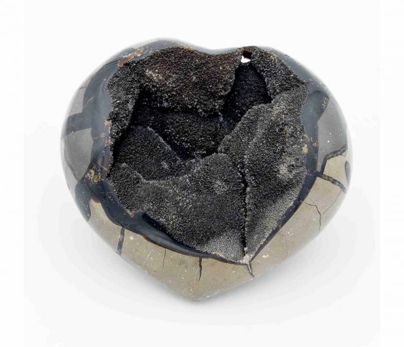 Septaria sauvage