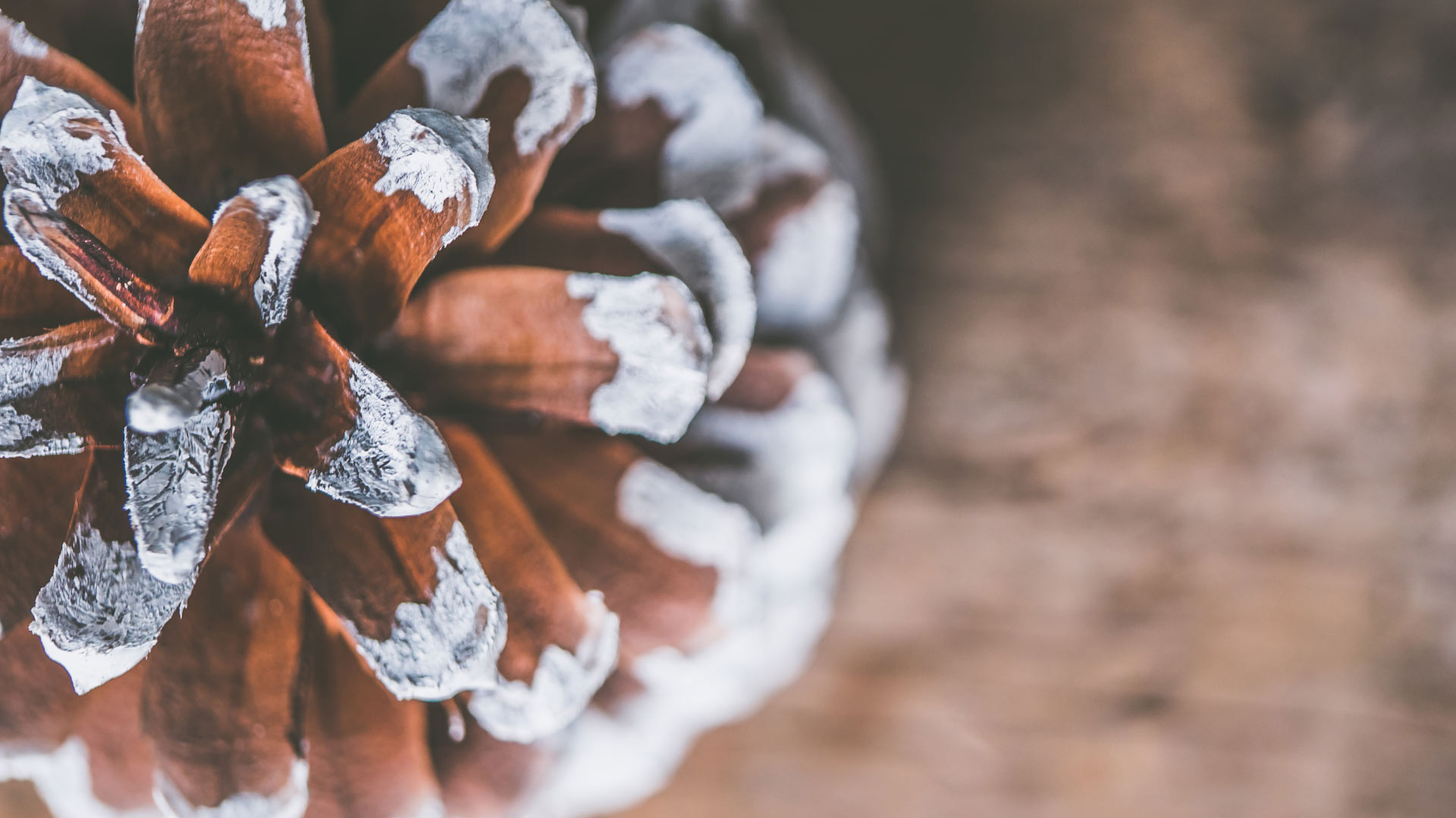 rituel de la pomme de pin aux 7 voeux